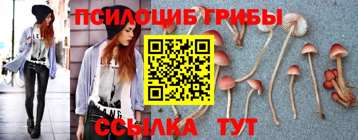 Богданович  Псилоцибиновые грибы Psilocybine cubensis  Вход с VPN 
