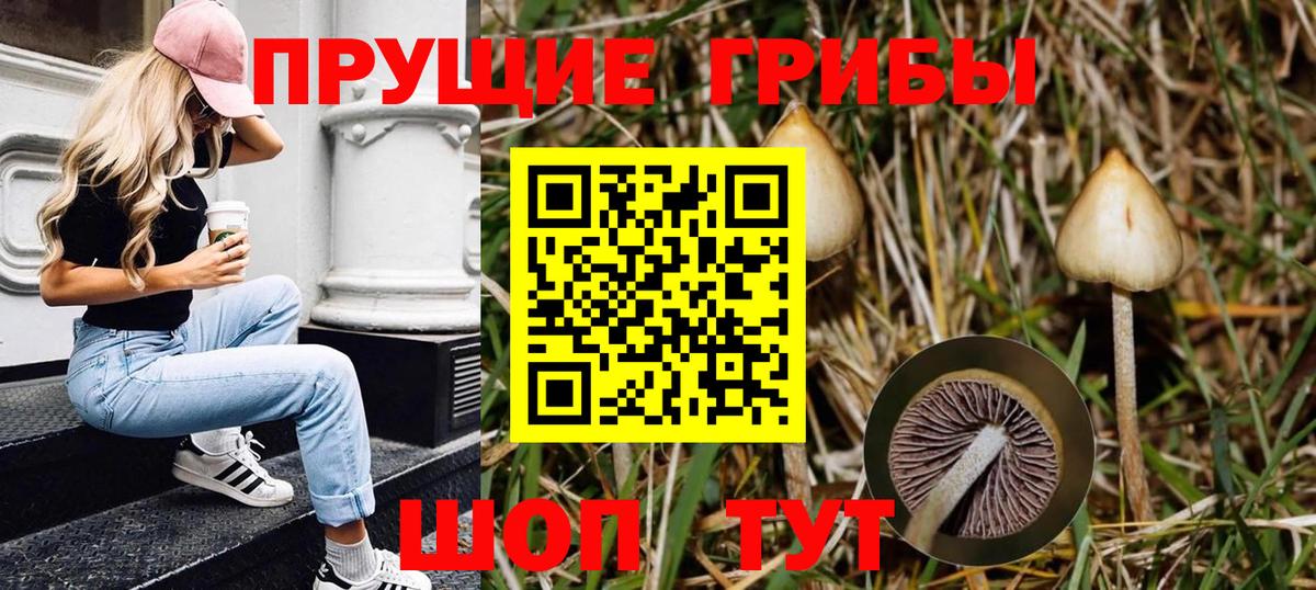 Галлюциногенные грибы Psilocybe Богданович